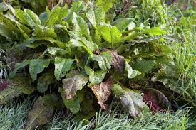 Attēlu rezultāti vaicājumam “Rumex obtusifolius”