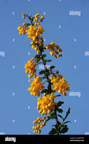 Attēlu rezultāti vaicājumam “Berberidaceae”