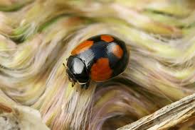 Attēlu rezultāti vaicājumam “Adalia bipunctata imago”