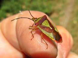 Attēlu rezultāti vaicājumam “Acanthosoma haemorrhoidale”