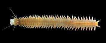 Attēlu rezultāti vaicājumam “Succinea”