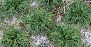 Attēlu rezultāti vaicājumam “Carex caryophyllea”