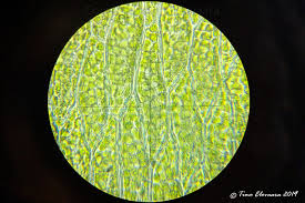 Attēlu rezultāti vaicājumam “Pseudobryum cinclidioides cells”