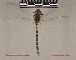 Attēlu rezultāti vaicājumam “Aeshnidae”