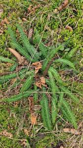 Attēlu rezultāti vaicājumam “Blechnum spicant”