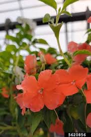 Image result for Impatiens walleriana