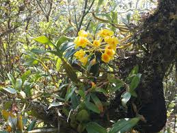 Attēlu rezultāti vaicājumam “Chrysotoxum sp.”