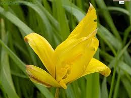 Attēlu rezultāti vaicājumam “Tulipa sylvestris”