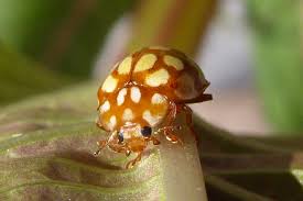 Attēlu rezultāti vaicājumam “Sospita vigintiguttata”