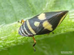 Attēlu rezultāti vaicājumam “Aphrophoridae”