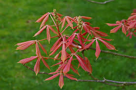 Attēlu rezultāti vaicājumam “Aesculus x neglecta”