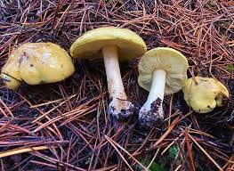 Attēlu rezultāti vaicājumam “Tricholoma flavovirens”
