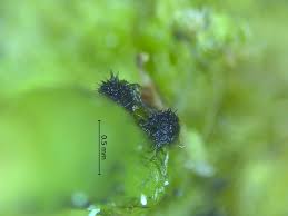 Attēlu rezultāti vaicājumam “Tortula lingulata macro”