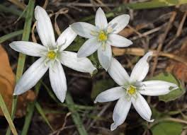 Attēlu rezultāti vaicājumam “Ornithogalum umbellatum”