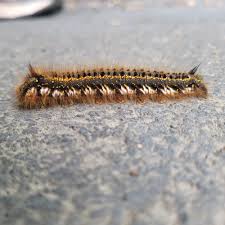 Attēlu rezultāti vaicājumam “Euthrix potatoria imago”