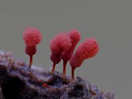 Attēlu rezultāti vaicājumam “Arcyria, Heterotrichia sp.”