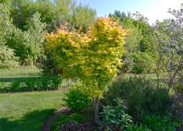 Image result for Acer palmatum `Orange Dream`