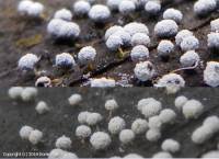 Attēlu rezultāti vaicājumam “Badhamia melanospora spores”