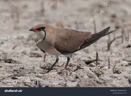 Image result for Glareola pratincola