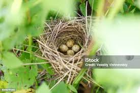 Attēlu rezultāti vaicājumam “Sylvia borin nest”