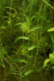 Attēlu rezultāti vaicājumam “Potamogeton perfoliatus fruit”