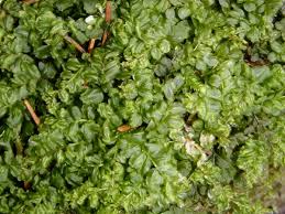 Attēlu rezultāti vaicājumam “Plagiomnium affine”