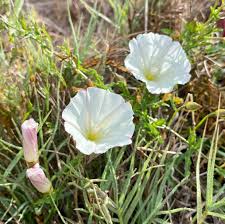 Attēlu rezultāti vaicājumam “Calystegia inflata flower”