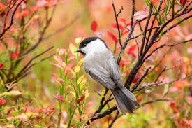 Attēlu rezultāti vaicājumam “Poecile montanus adult”