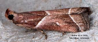 Attēlu rezultāti vaicājumam “Nyctegretis lineana”