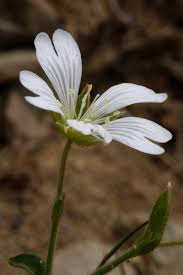 Attēlu rezultāti vaicājumam “Cerastium arvense flower”