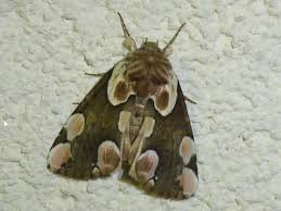 Attēlu rezultāti vaicājumam “Thyatira batis imago”