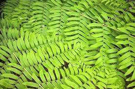 Attēlu rezultāti vaicājumam “Straminergon stramineum”