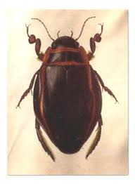 Attēlu rezultāti vaicājumam “Colymbetes paykulli”