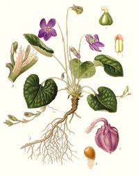 Image result for Veilchen