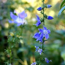 Image result for Campanula americana