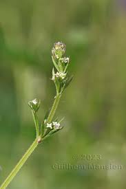 Attēlu rezultāti vaicājumam “Galium album bud”