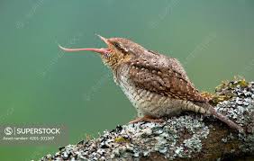 Attēlu rezultāti vaicājumam “Jynx torquilla adult”