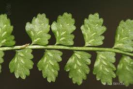 Attēlu rezultāti vaicājumam “Asplenium viride”