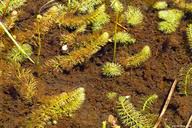 Attēlu rezultāti vaicājumam “Utricularia intermedia bud”