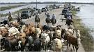 In Storm's Aftermath, Cow Roundups in Southeast Texas - NYTimes.
