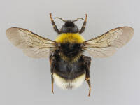 Attēlu rezultāti vaicājumam “Psithyrus sylvestris”