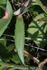 Attēlu rezultāti vaicājumam “Erigeron annuus”