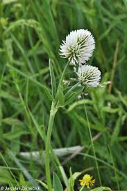 Attēlu rezultāti vaicājumam “Trifolium montanum fruit”