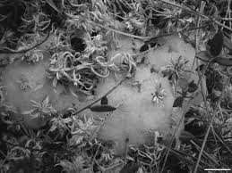 Attēlu rezultāti vaicājumam “Symphytocarpus trechisporus macro”