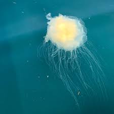 Image result for Phacellophora camtschatica