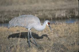 Image result for Grus canadensis