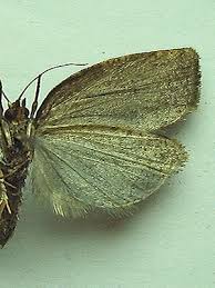 Attēlu rezultāti vaicājumam “Lozotaenia forsterana”