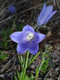 Image result for Campanula moesiaca