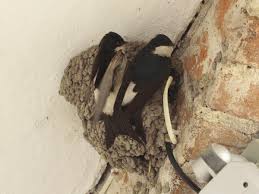 Attēlu rezultāti vaicājumam “Delichon urbicum nest”