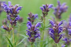 Attēlu rezultāti vaicājumam “Dracocephalum ruyschiana leaf”